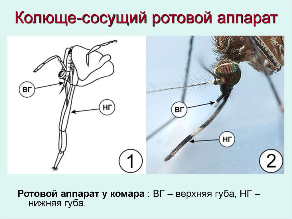 Комар рисунок с обозначениями