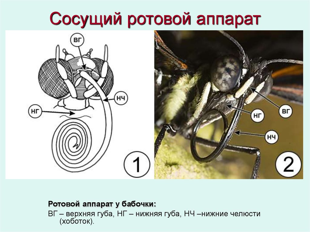 Типы аппаратов насекомых. Сосущий ротовой аппарат насекомых строение. Строение ротового аппарата чешуекрылых. Ротовой аппарат бабочки белянки. Строение ротового аппарата бабочки.
