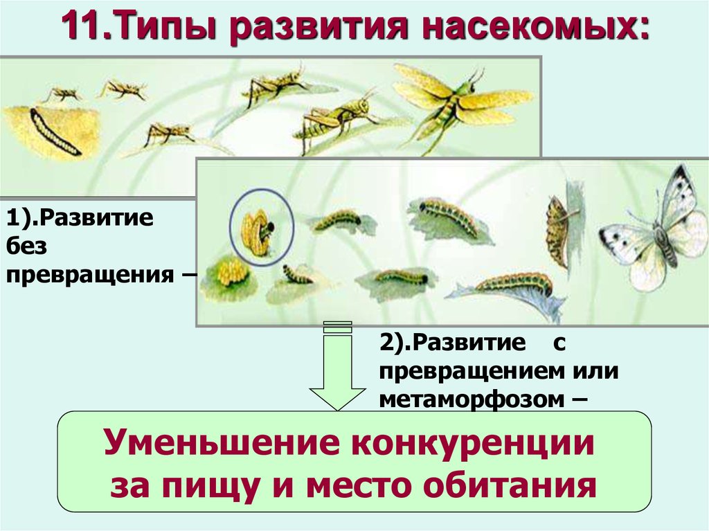 11.Типы развития насекомых: