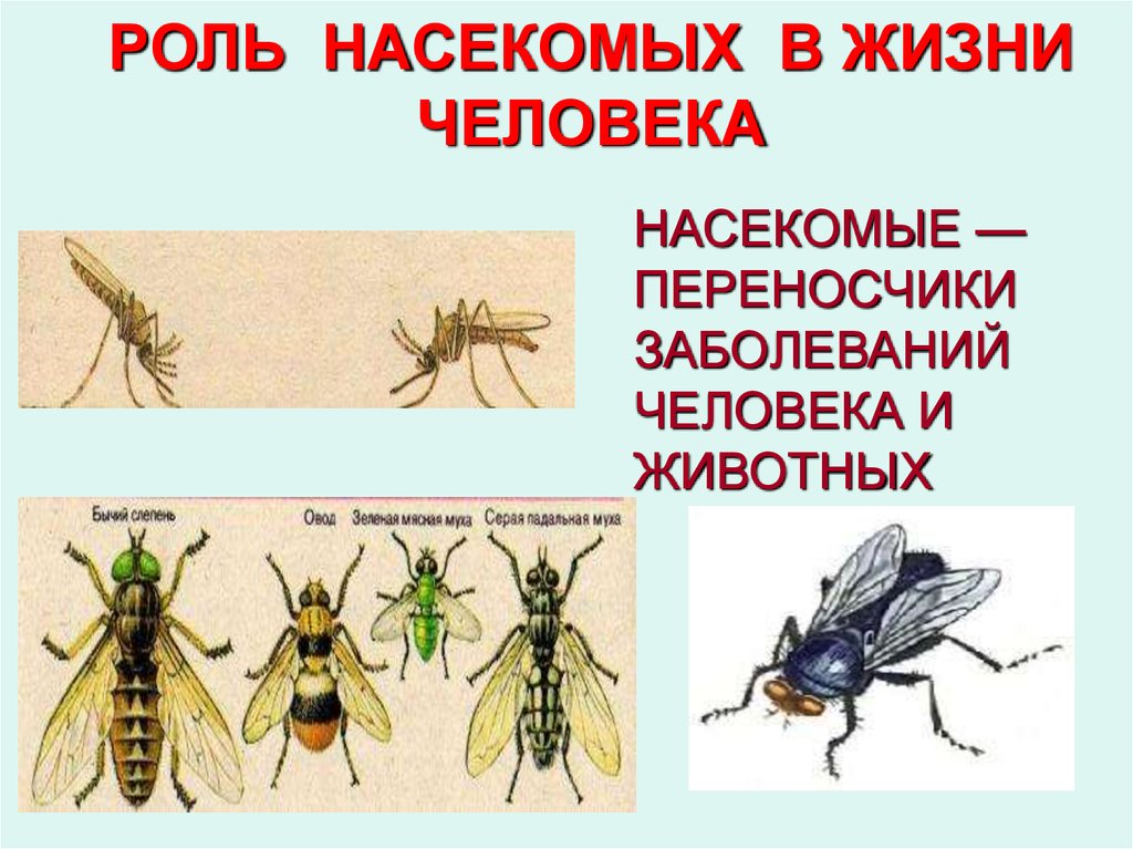 Насекомые в жизни человека. Насекомые переносчики заболеваний человека. Насекомые переносчики возбудителей заболеваний. Насекомые переносчики заболеваний человека и животных. Роль насекомых в жизни человека.