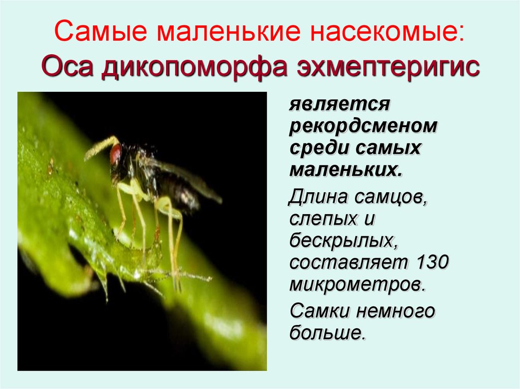 Самые маленькие насекомые: Оса дикопоморфа эхмептеригис