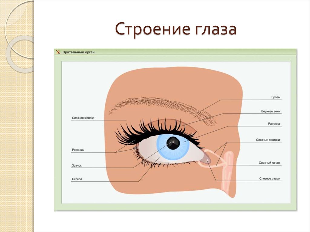 Орган зрения рисунок 3 класс