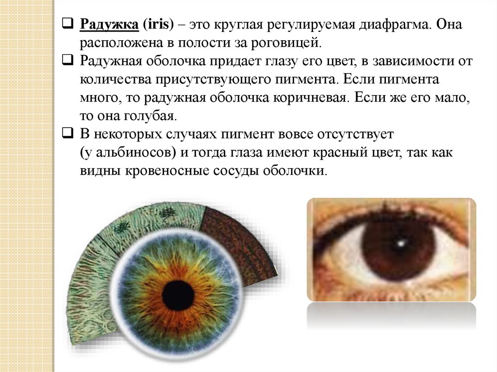 Пигмент радужной оболочки. Радужная оболочка глаза человека. Цвета радужной оболочки глаза. Мышцы радужной оболочки глаза.