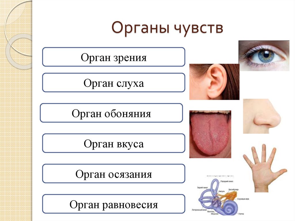 Органы чувств человека осязание. Органы человека зрения слуха обоняния вкуса осязания. Система органов органы чувств. Система органов чувств человека строение. Органы чувствяелоыека.