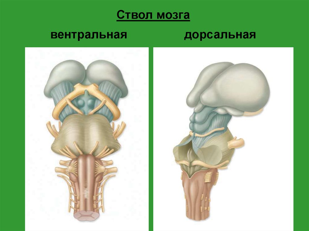 Ствол головного мозга включает отдел. Вентральное строение ствола мозга. Ствол мозга строение вентральная поверхность. Строение ствол мозга дорсальная поверхность. Ствол мозга средний мозг.