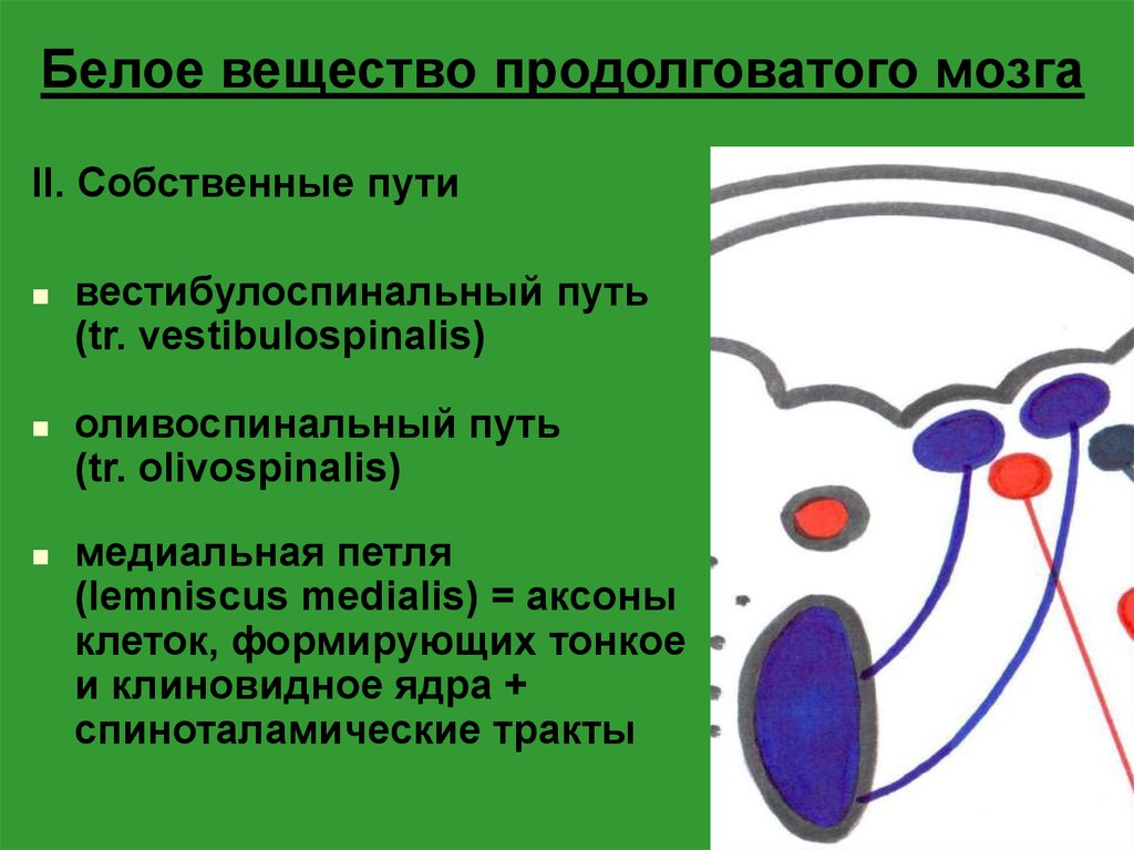 Продолговатый мозг серое и белое вещество