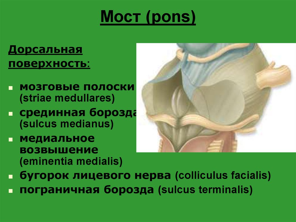 Пограничная борозда