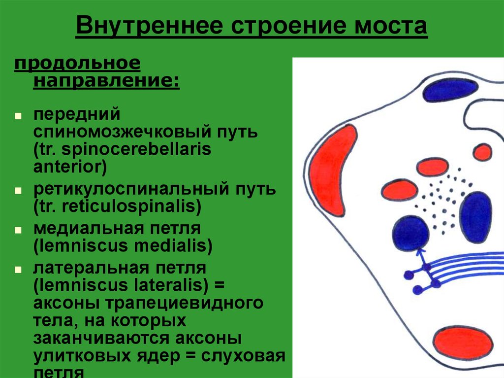 Продольное направление. Внутренстроение моста. Внутреннее строение моста. Внenhtyyttстроение моста анатомия. Мост анатомия строение.