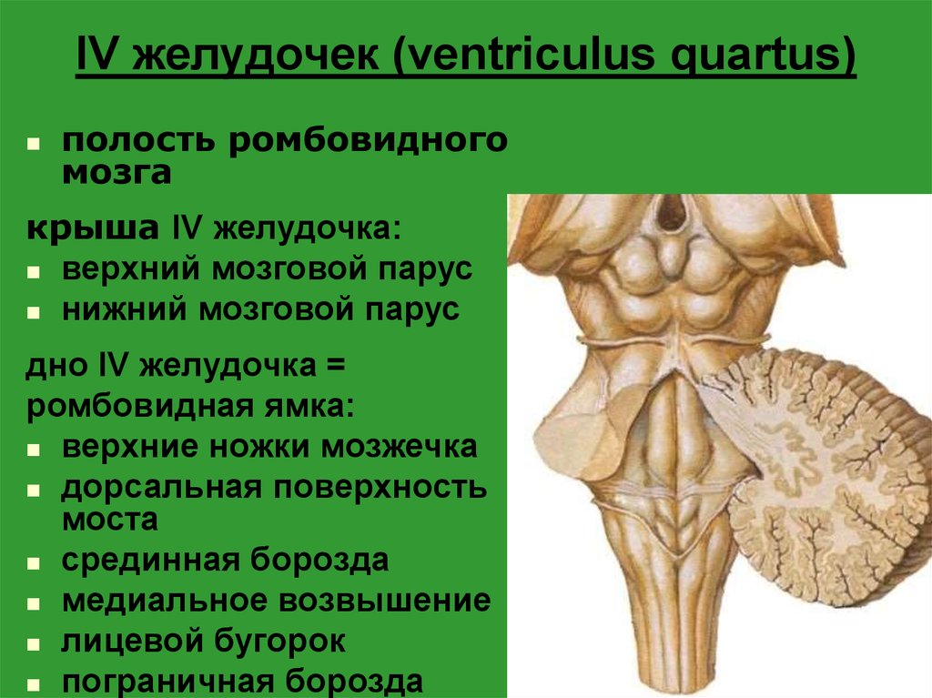 Первый конечный. Четвертый (IV, 4) желудочек, ventriculus qudratus. 4 Желудочек головного мозга стенки. 4 Желудочек ромбовидная ямка. Мозговые полоски 4 желудочка.