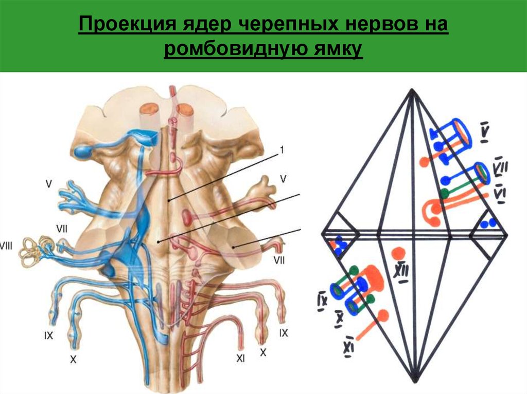 Ромбовидная ямка черепные нервы. Проекция ядер черепных нервов. Проекция черепных нервов на ромбовидную ямку. Проекция ядер черепно-мозговых нервов.