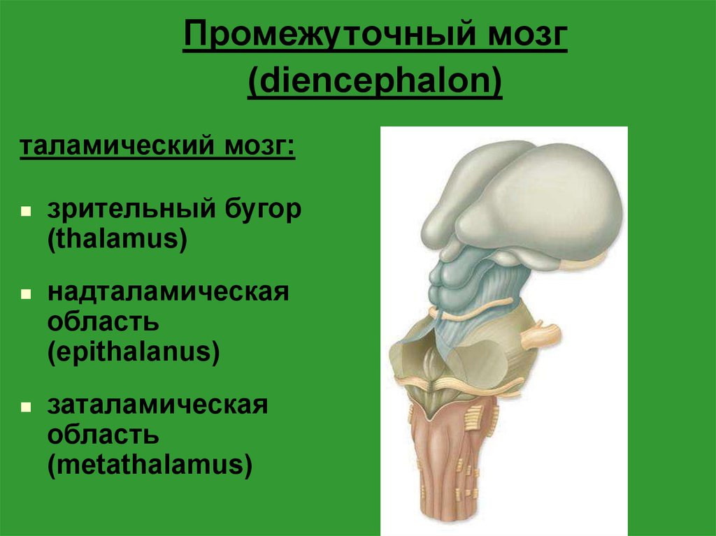 Промежуточные мозги. Таламическая область промежуточного мозга. Структуры промежуточного мозга. Промежуточный мозг внешнее строение. Промежуточный мозг строение.