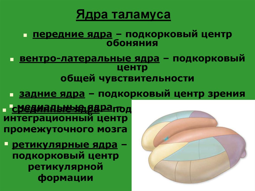 Таламус функции. Ядра таламуса промежуточного мозга. Таламус строение ядра. Ретикулярные ядра таламуса. Специфические ядра таламуса функции.