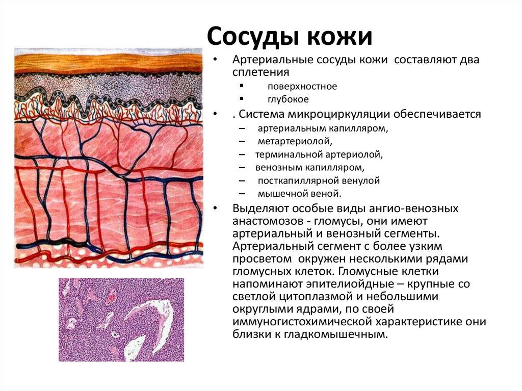 Кровеносные сосуды в каком слое кожи. Строение кожи кровеносные сосуды. Кровеносные сосуды кожи функции кожи. Дерма и гиподерма гистология. Функция кровеносных сосудов в коже.