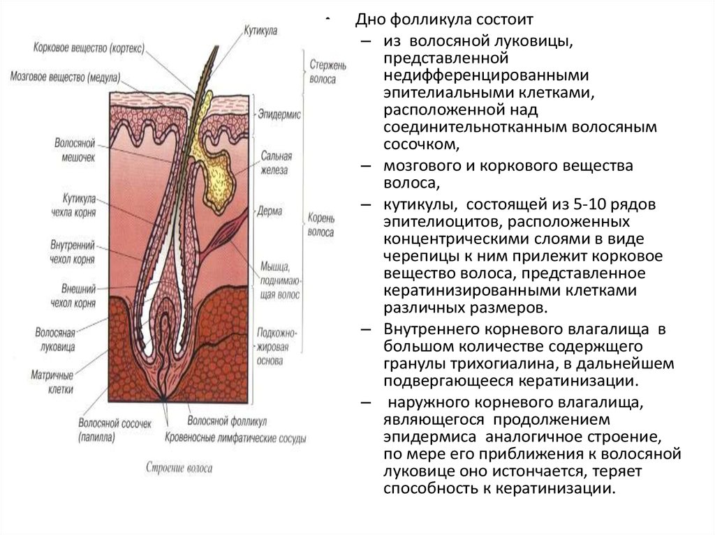 Придатки кожи