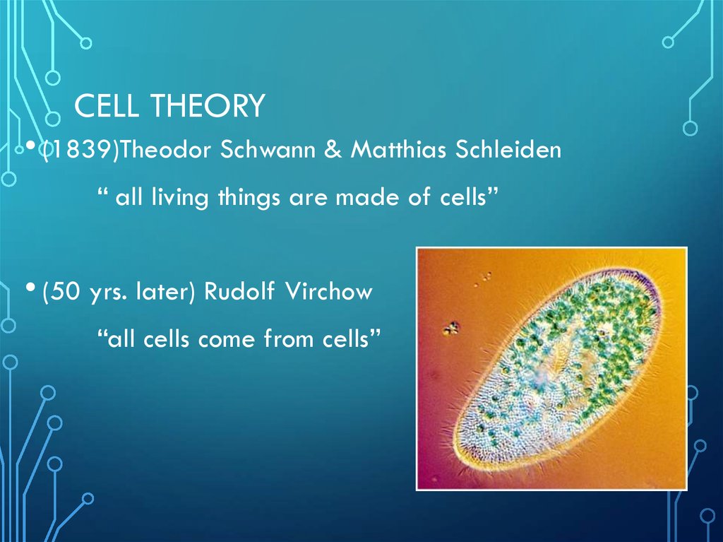 the-cell-from-latin-cella-meaning-small-room-online-presentation