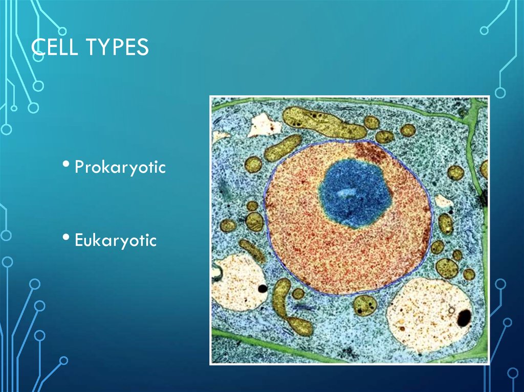 the-cell-from-latin-cella-meaning-small-room-online-presentation