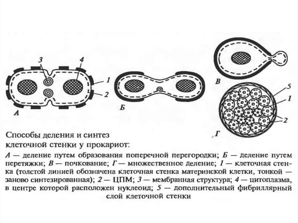 Деление центральной клетки. Деление путем образования поперечной перегородки. Способы деления клетки прокариот. Деление материнской клетки. Деление поперечной перетяжкой клетки.