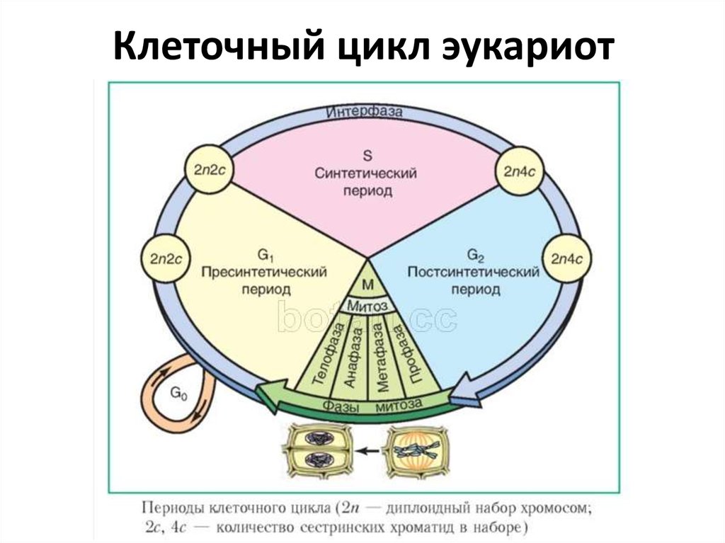 Круговая схема митоза