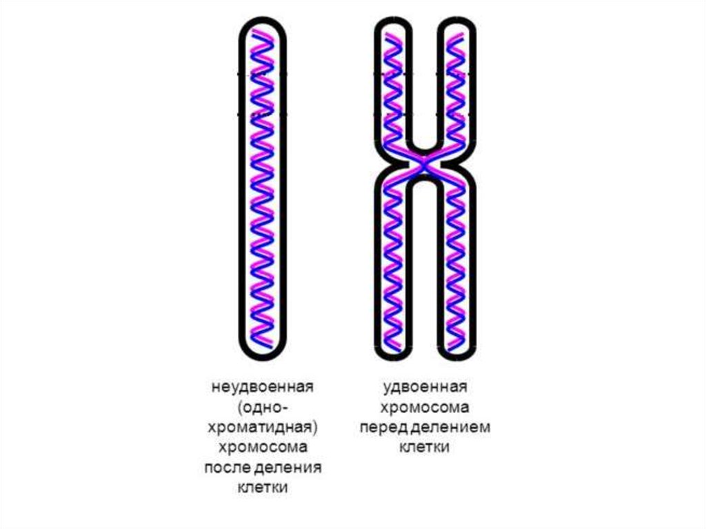 Деление тетраплоидной клетки. Строение однохроматидные хромосомы. Однохроматидная хромосома строение. Строение хромосомы хроматиды. Двухроматилная хромосома строение.