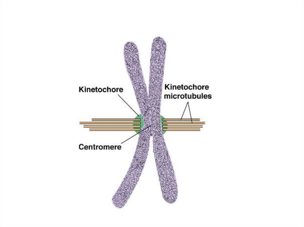 Центромер хромосом. Кинетохор и центромера. Кинетохор хромосомы. Хроматида, центромера, кинетохор. Кинетохор строение.