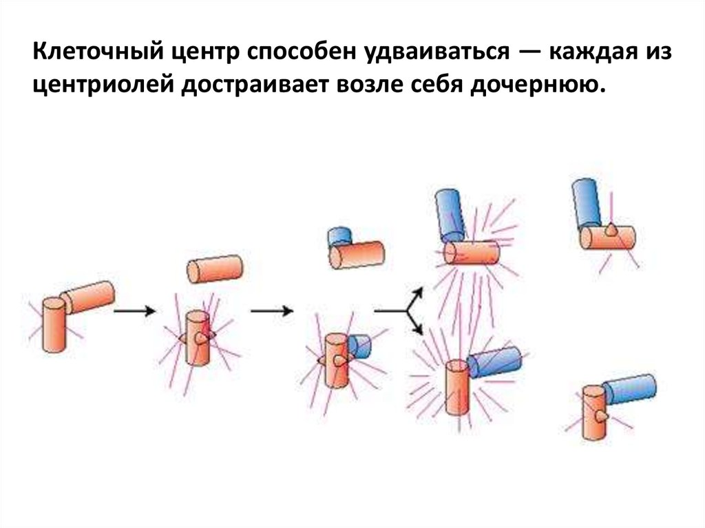 Удвоение центриолей происходит в период. Удвоение клеточного центра. Удвоение центриолей клеточного центра. Удвоение клеточного центра происходит в.