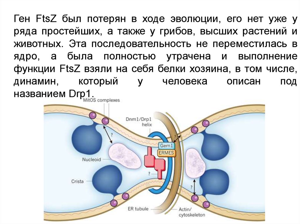 Отсутствие клеточной стенки