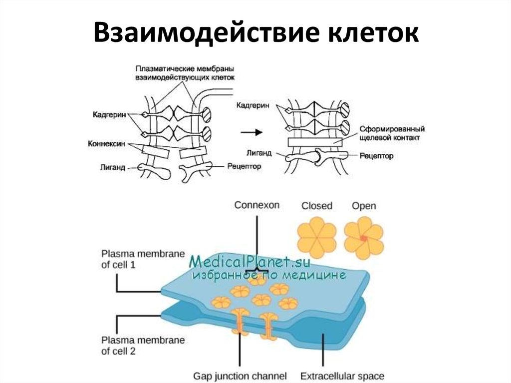 Взаимосвязь между клетками и органами. Химические механизмы взаимодействия клеток. Взаимодействие клеток с помощью химических сигналов. Взаимодействие между клетками. Взаимосвязь клеток.