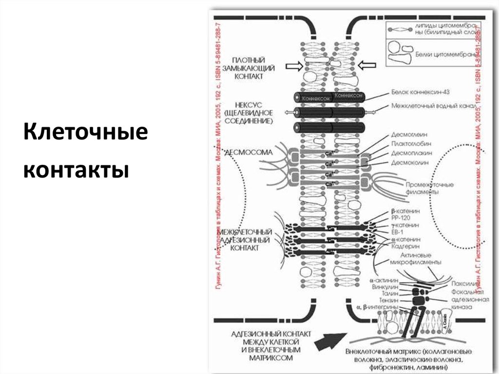 Виды межклеточных контактов. Типы межклеточных контактов гистология. Межклеточные контакты схема. Типы клеточных контактов схема. Типы межклеточных соединений.