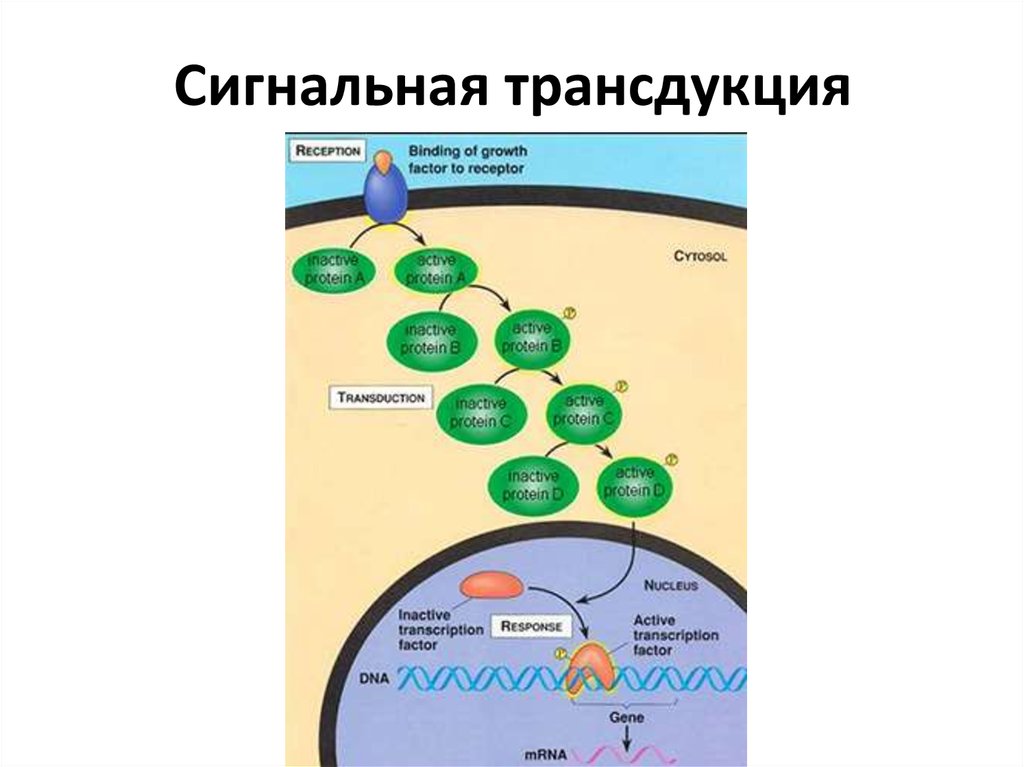 Общая схема трансдукции сигнала