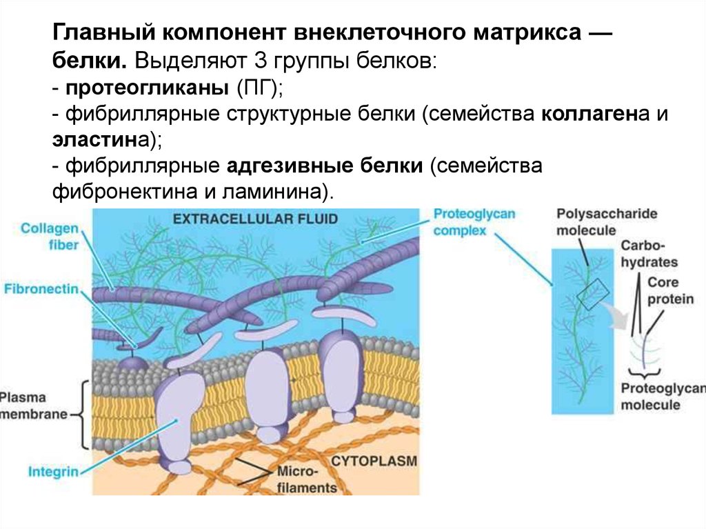 Внеклеточный матрикс