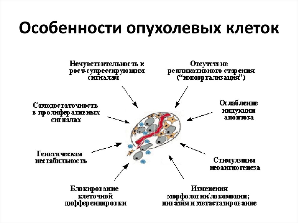 Характер клеток. Строение опухоли особенности опухолевой клетки. Основные характеристики злокачественной клетки. Раковая клетка строение. Строение раковой Алетка.