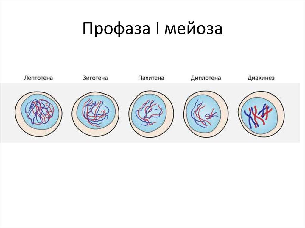 Мейоз рисунок