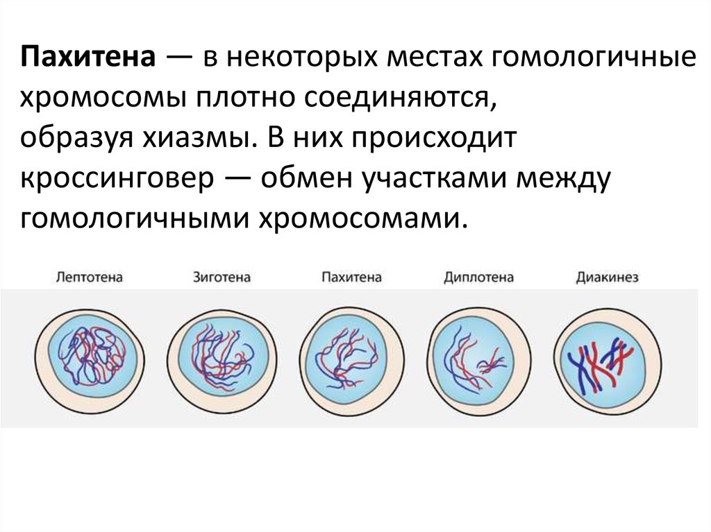 Обмен участками хромосом. Пахитена мейоза 1. Стадии мейоза зиготена пахитена. Зиготена пахитена диплотена диакинез. Профаза митоза пахитена.