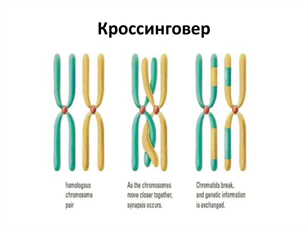 Конъюгация и кроссинговер рисунок