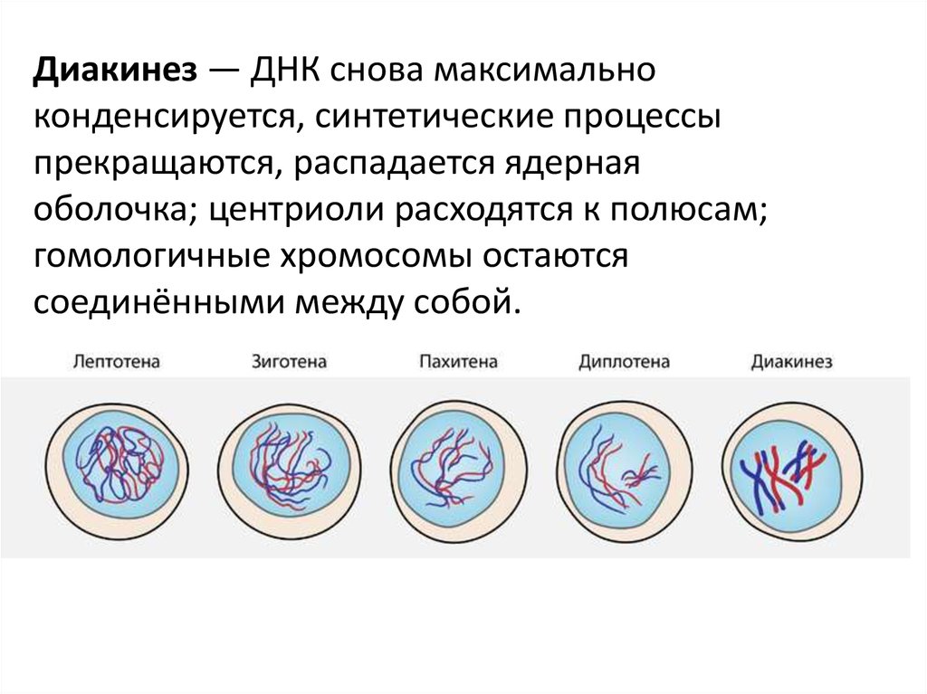 Удвоение центриолей происходит в период