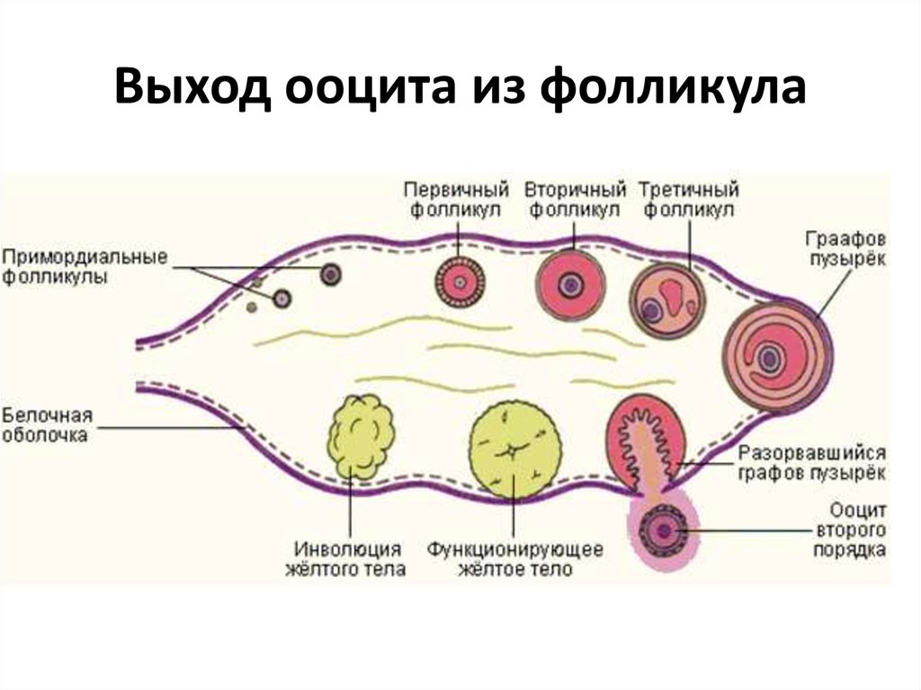 Образование яйцеклетки. Фазы созревания яйцеклетки. Фазы созревания яйцеклетки схема. Изучите фазы созревания яйцеклетки. Схема созревания фолликулов в яичнике.