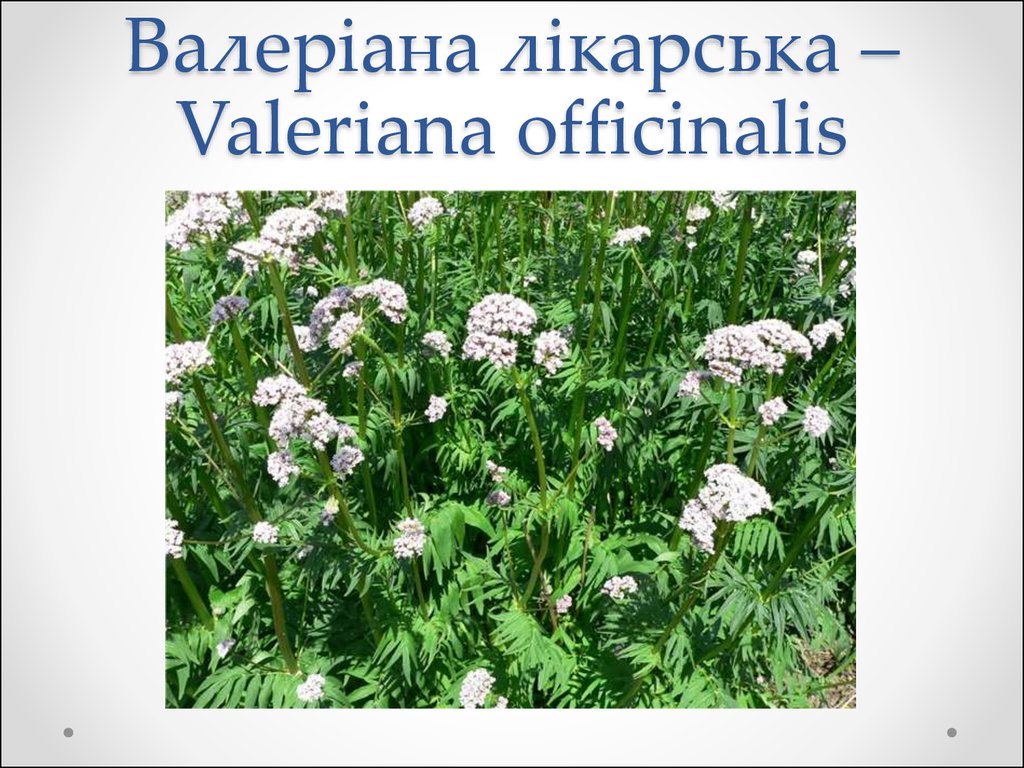 Валеріана лікарська – Valeriana officinalis