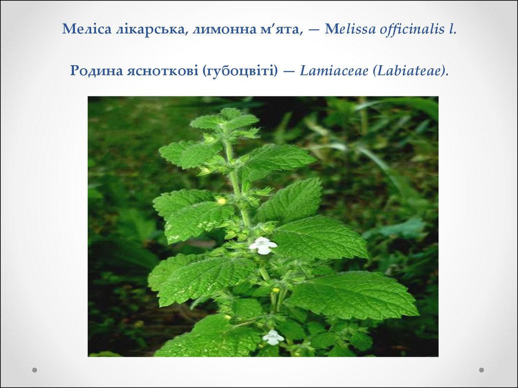 Меліса лікарська, лимонна м’ята, — Мelissa officinalis l. Родина ясноткові (губоцвіті) — Lamiaceae (Labiateae).