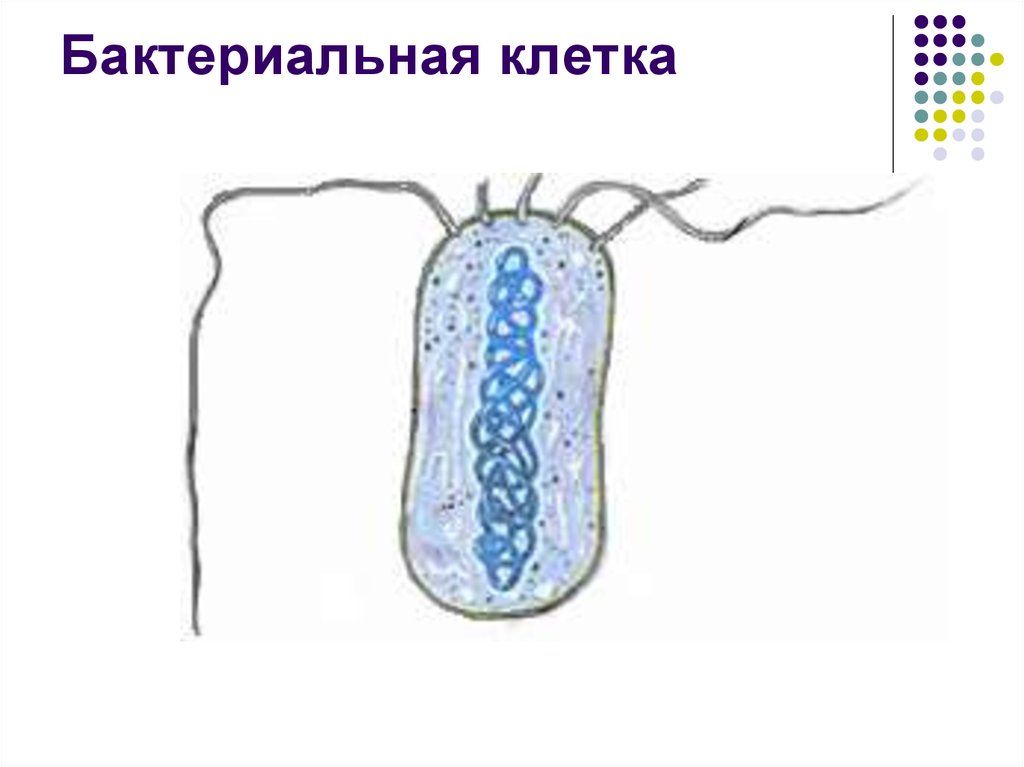 Бактериальная клетка это. Строение бактериальной клетки рисунок из учебника. Строение бактериальной клетки без подписей. Строение бактериальной клетки ОГЭ. Строение бактерий без под.