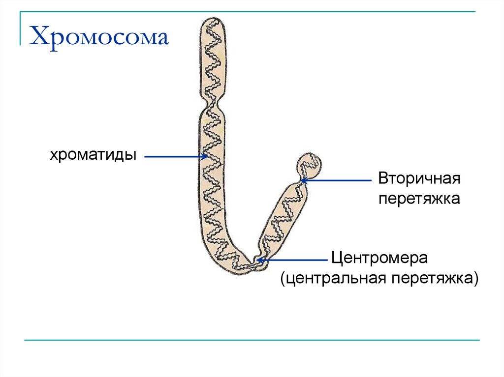 1с как выглядит хромосома