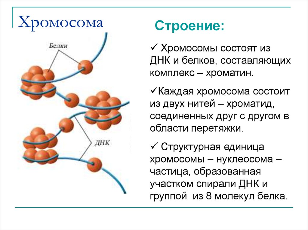 Какие структуры в ядрах содержат днк. Структура и функции хромосом кратко. Строение хромосом кратко. Хромосомы строение и функции таблица. Строение, свойства и функции хромосом..
