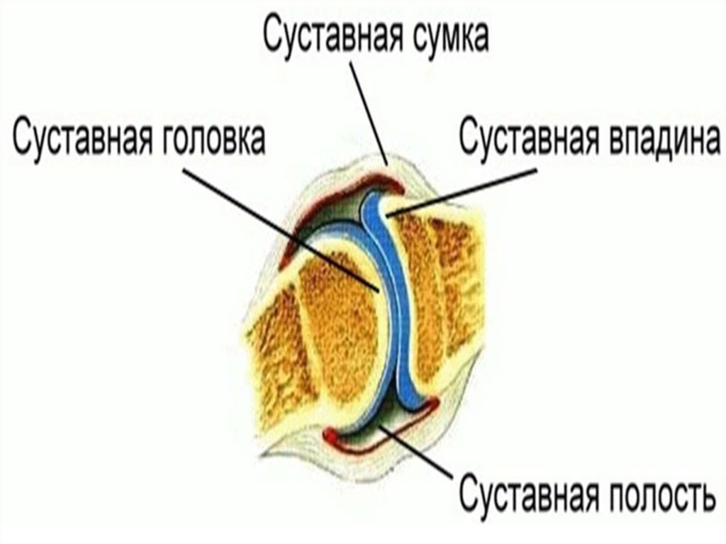 Синовиальная сумка. Суставная сумка. Синовиальные сумки строение. Суставная сумка сустава.