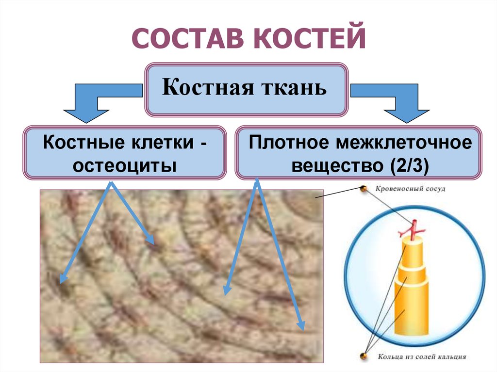 Какой состав костей. Состав костей. Состав костной ткани. Межклеточное вещество костной ткани. Состав костей опыт.