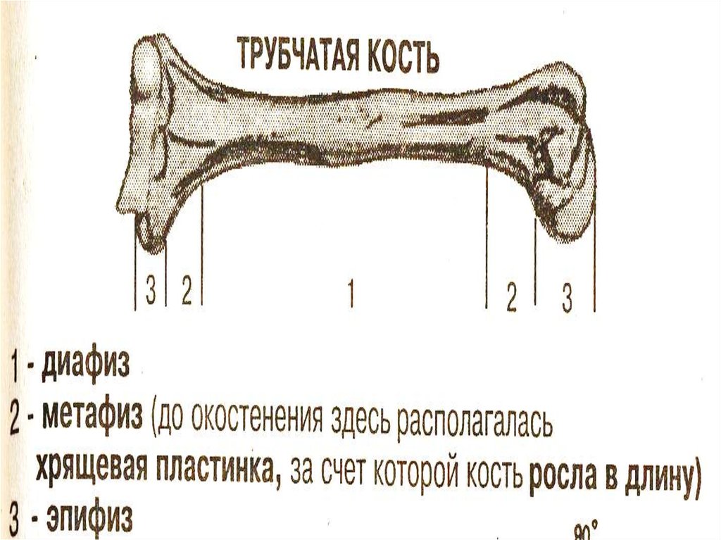 Роста в длину трубчатых костей