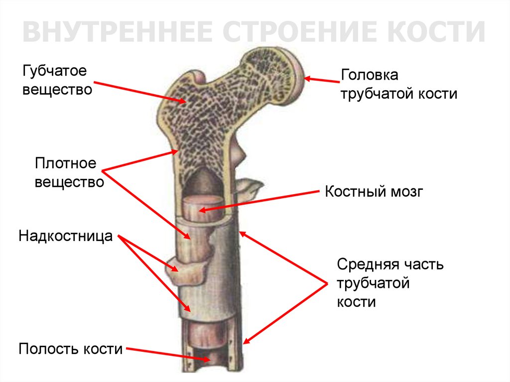 Какие структуры кости взрослого человека обозначены на рисунке 1 и 2