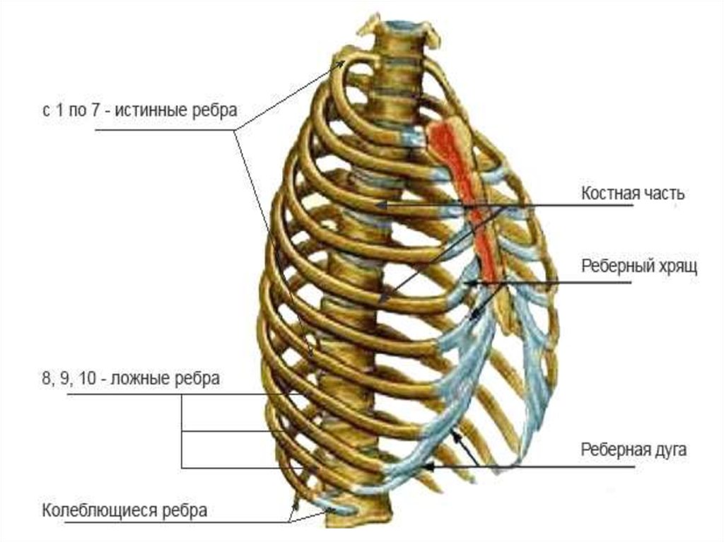 Десятое ребро. Ребра истинные ложные колеблющиеся. Реберная дуга анатомия человека. Грудная клетка истинные ребра и ложные. Истинные ложные и свободные ребра.