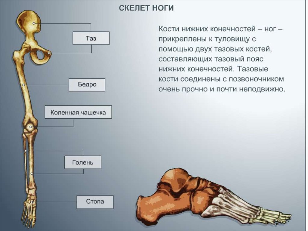 Схема костей ноги