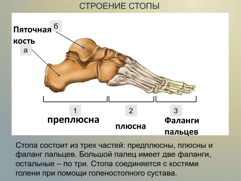 Строение стопы анатомия. Стопа кость строение анатомия. Стопа анатомия кости пяточная кость. Кости стопы человека анатомия. Пяточная кость предплюсна.