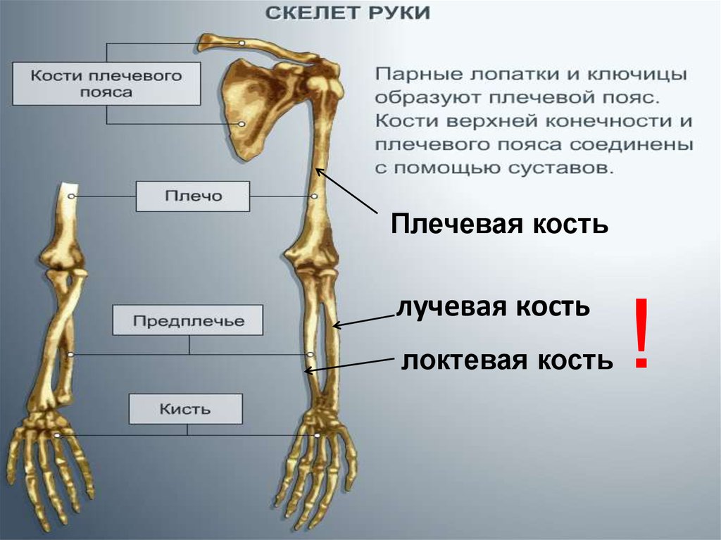 Предплечье на скелете. Лучевая кость на руке анатомия. Лучевая кость руки строение. Локтевая и лучевая кость анатомия правая рука. Лучевая кость строение скелета.