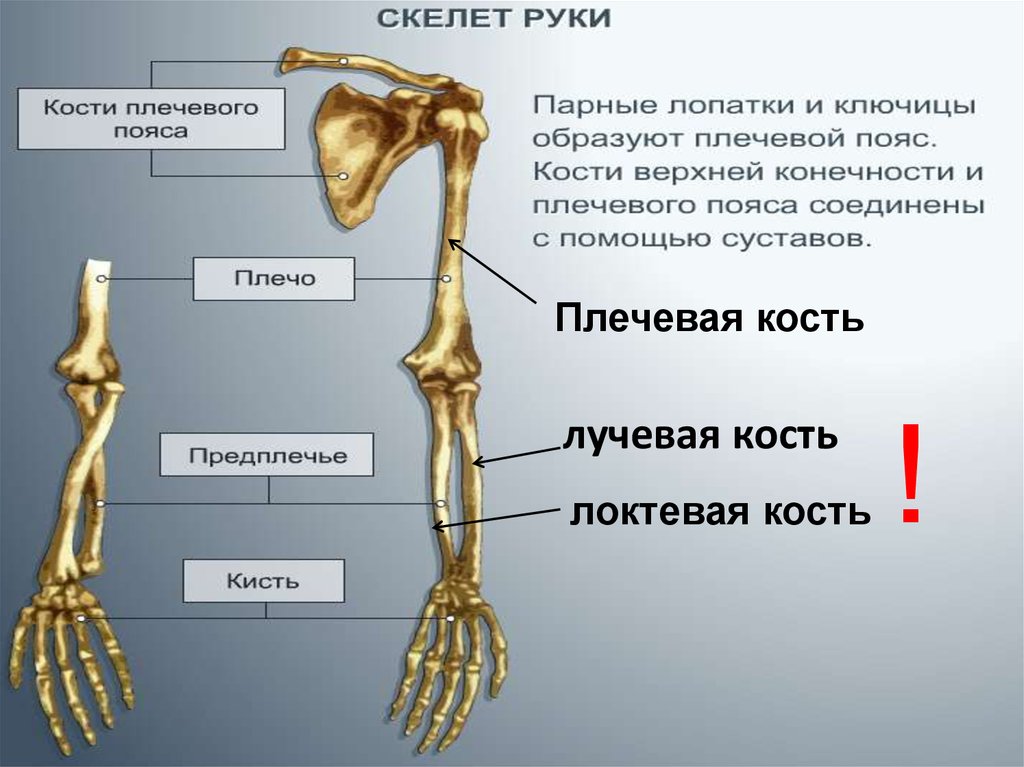 Сколько костей в лучевой кости